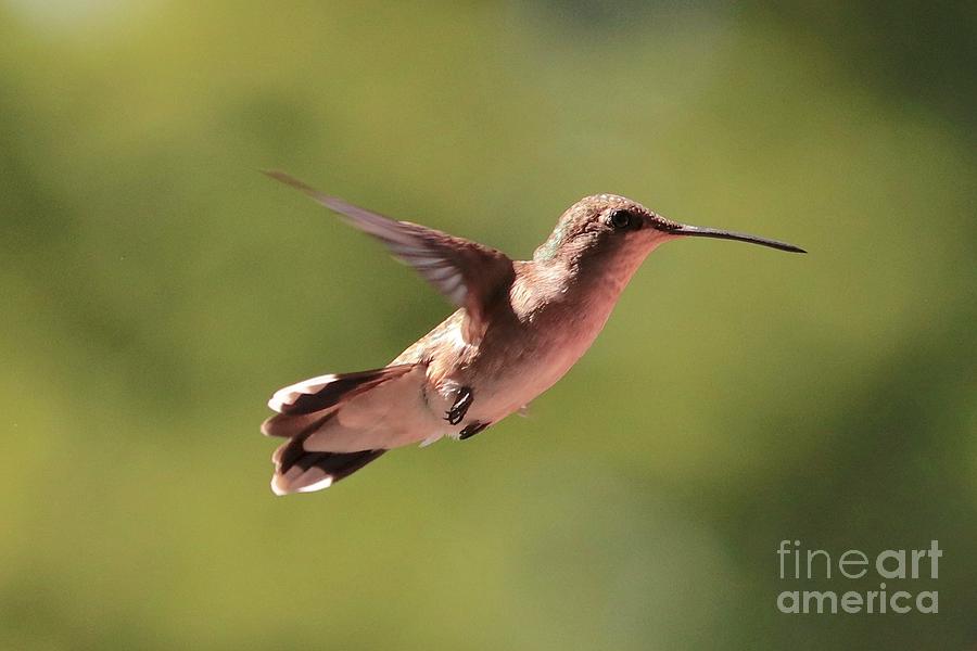 Flying Hummingbird with Fine Details Photograph by Carol Groenen