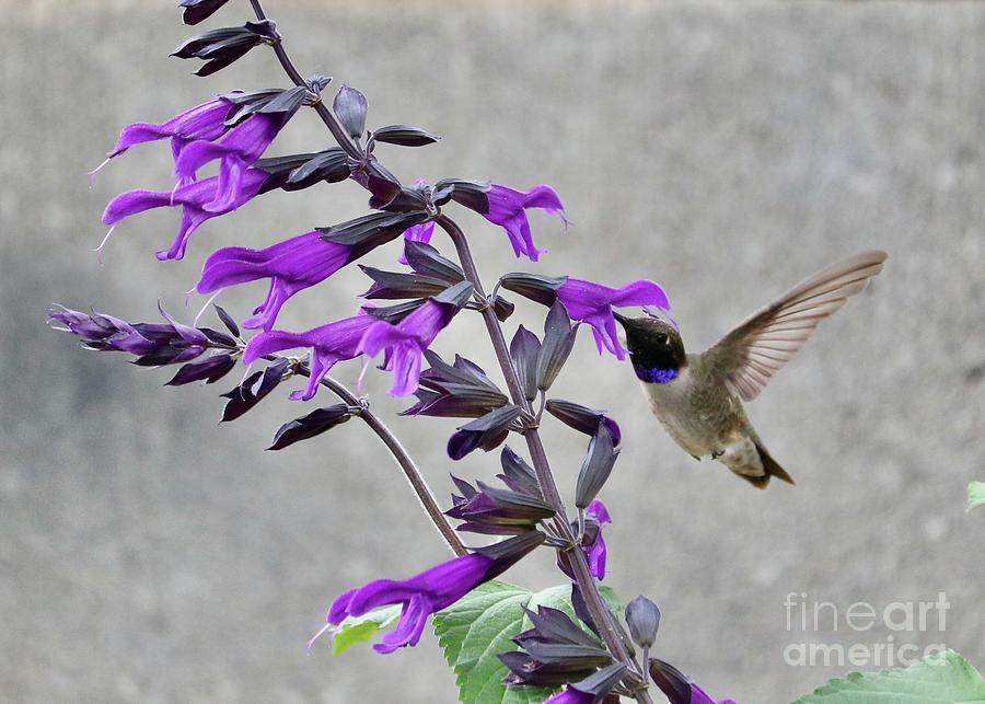 Flying Hummingbird with Purple Flowers and Gray Background Photograph by Carol Groenen
