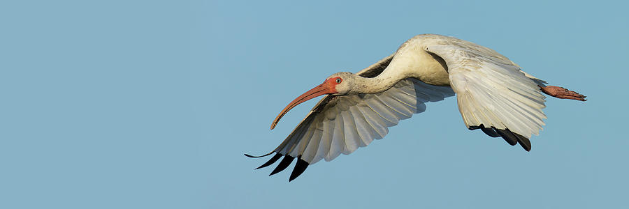 Flying Ibis v2 Photograph by RD Allen