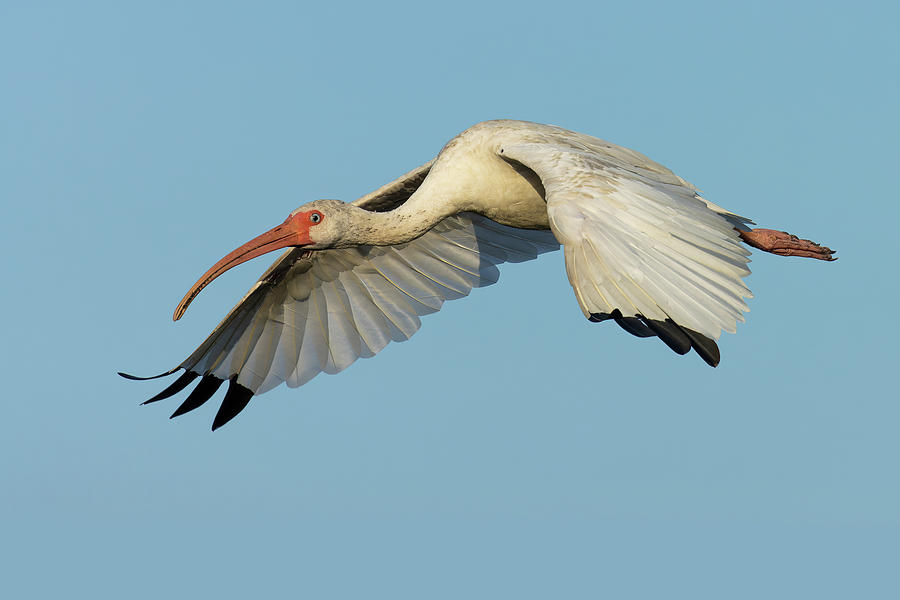 Flying Ibis - Up Close Photograph by RD Allen