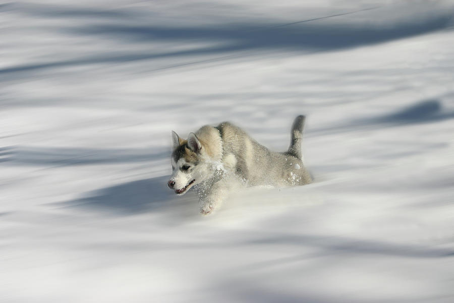 Flying in a Husky Dream Photograph by Wayne King
