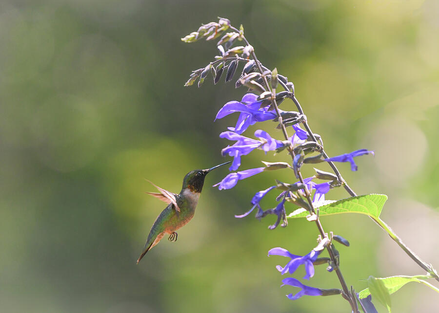 Hummingbird Photograph - Flying Jewel  by Mary Lynn Giacomini