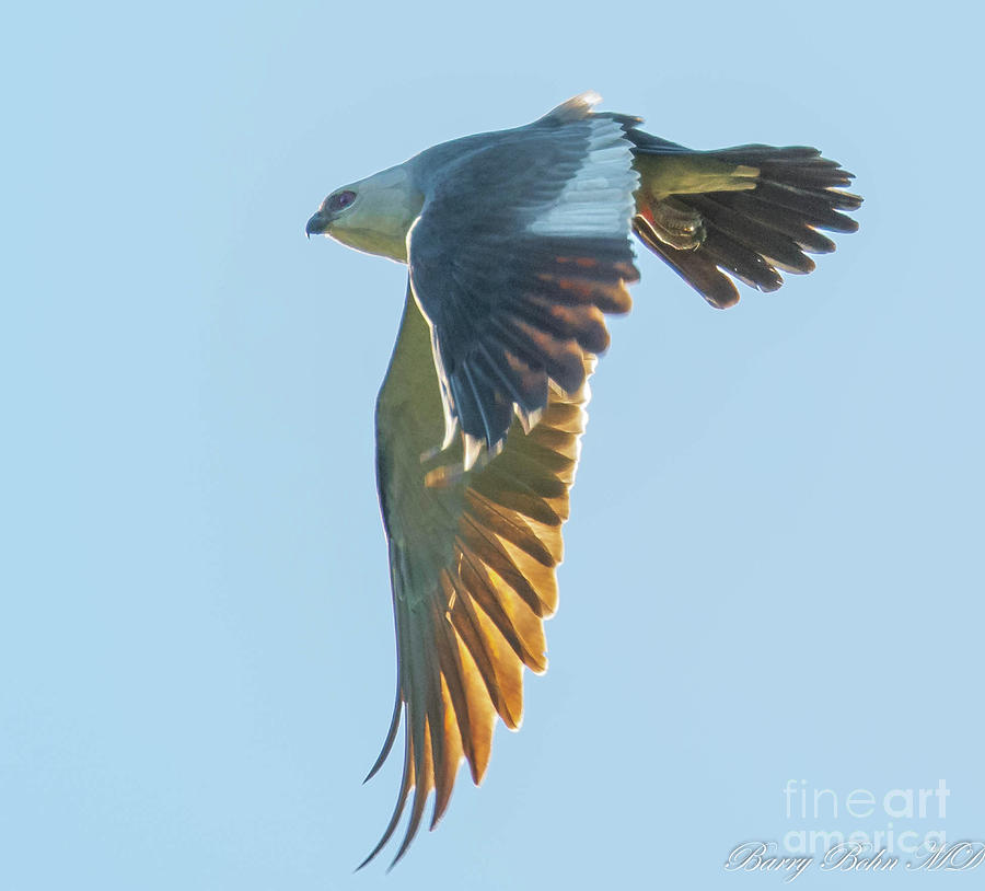 Flying Kite Photograph by Barry Bohn
