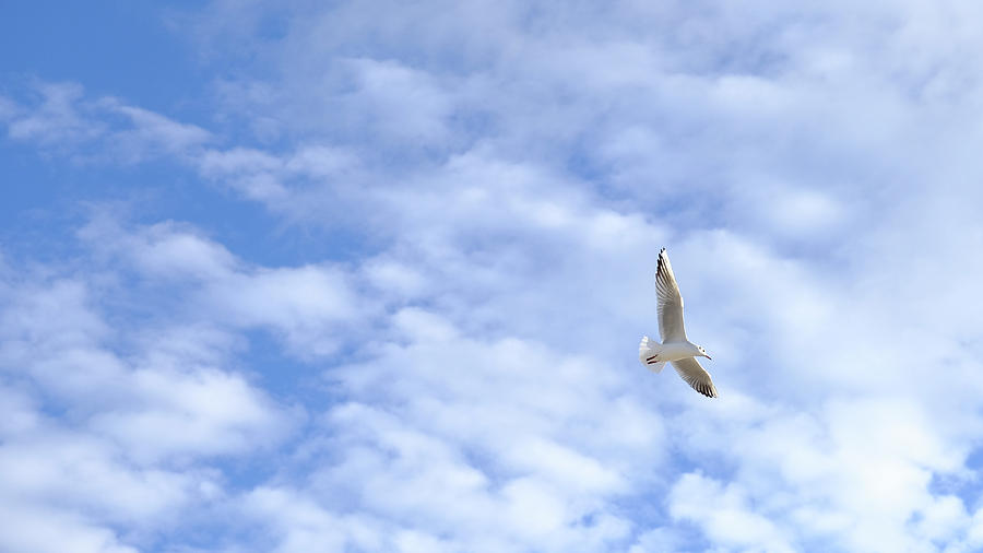 Fly Like A Seagull by August Timmermans Fly Like A Seagull by August Timmermans