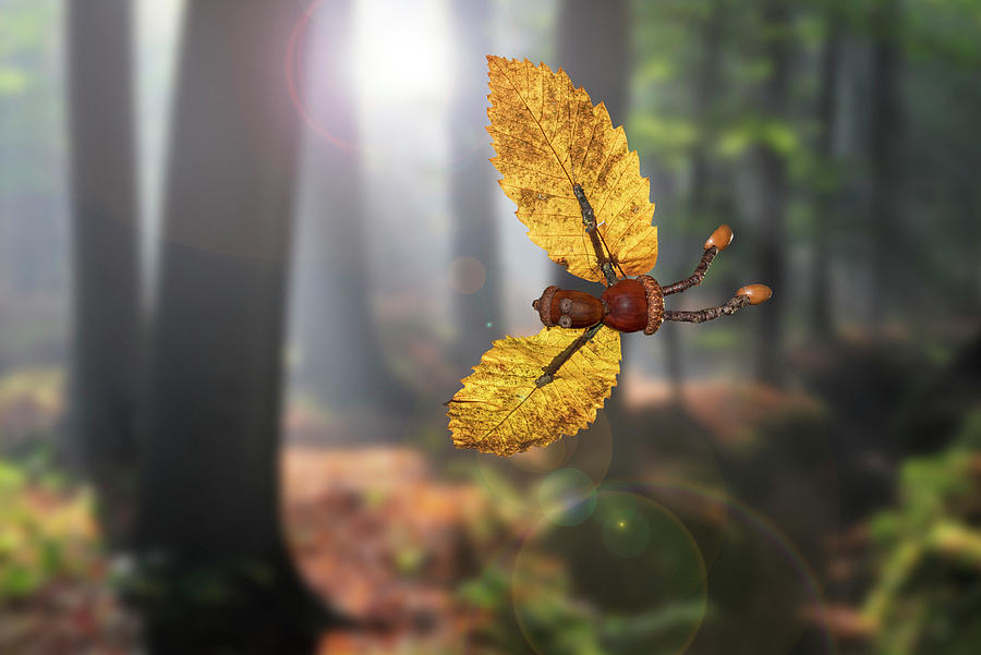 Flying Little Acorn Man Photograph by Arterra Picture Library