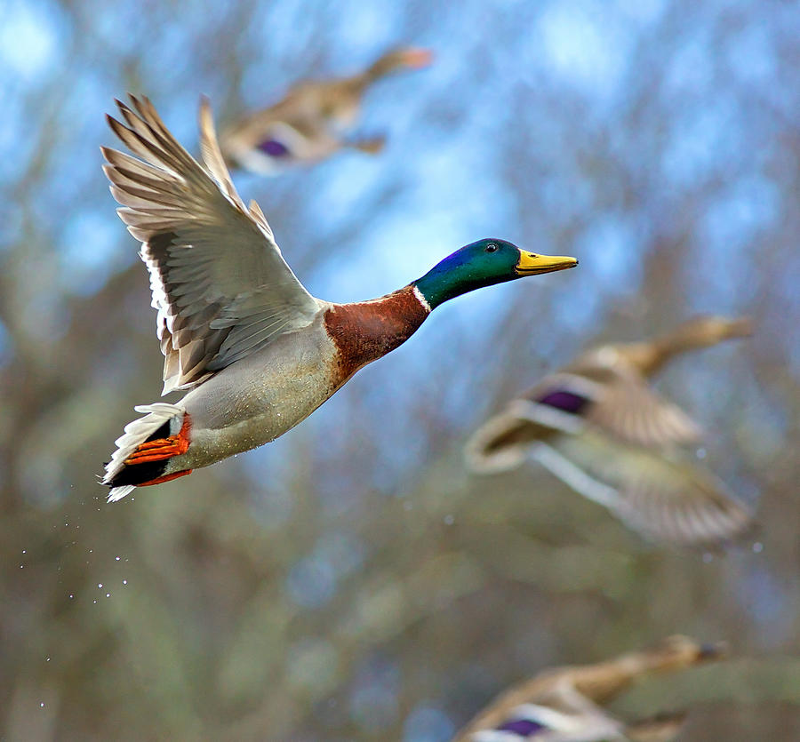 Flying Mallards Photograph By Dana Bibeault - Fine Art America