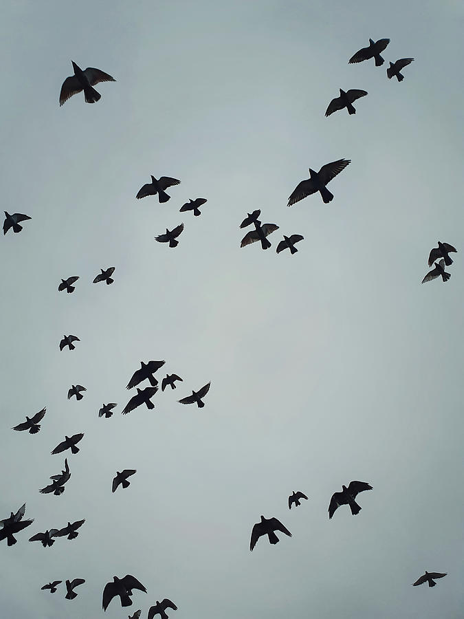 Flying Migratory Birds Photograph