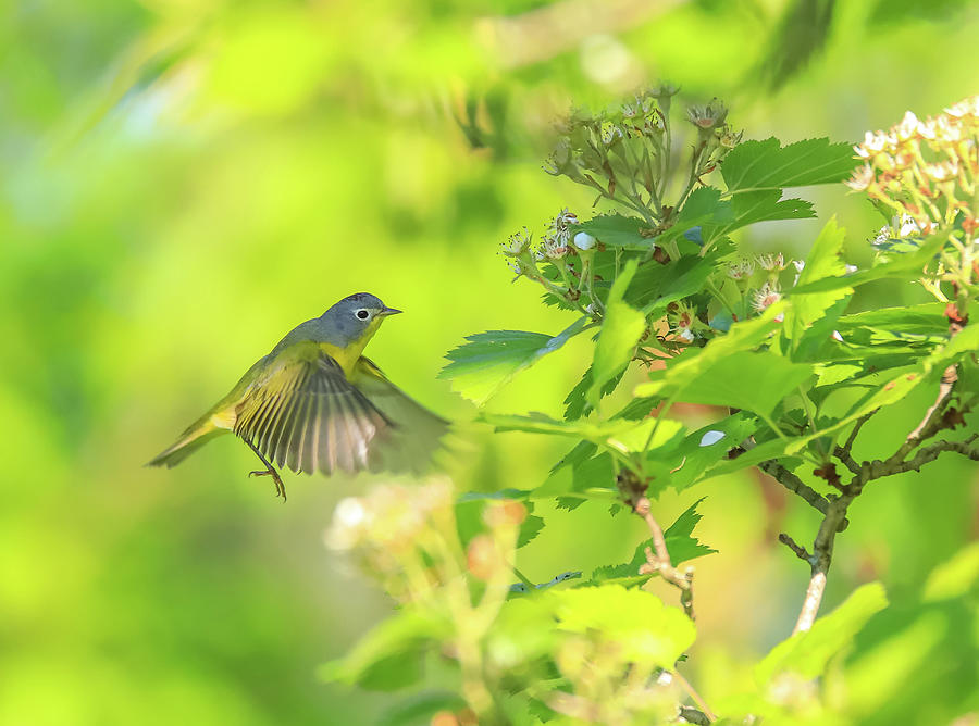 Flying Northern Parula Photograph by Dan Sproul