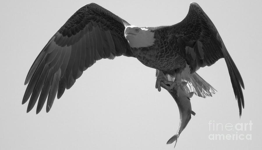 Flying Off WIth A Fresh Fish Black And White Photograph by Adam Jewell