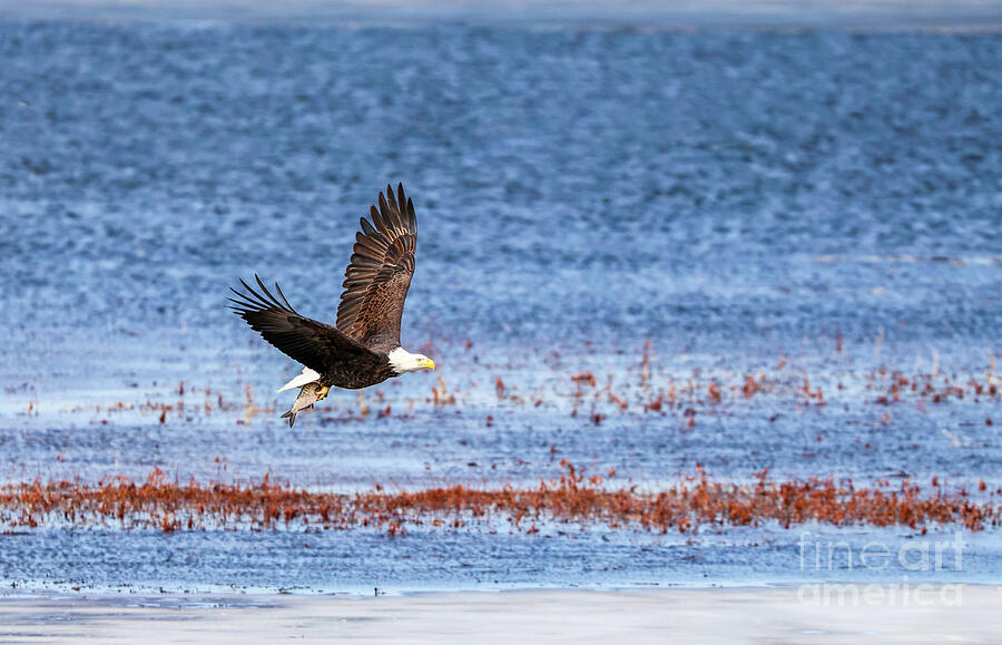 Flying Off With Lunch Photograph by Shirley Dutchkowski Flying Off With Lunch Photograph by Shirley Dutchkowski