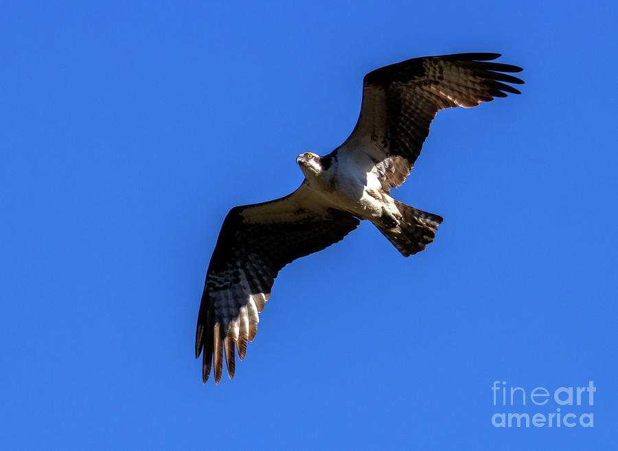 Flying Osprey Photograph by Steven Krull