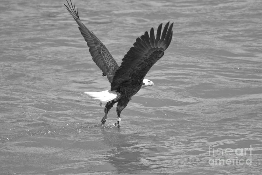 Flying Out Of The Susquehanna River Black And White Photograph by Adam Jewell