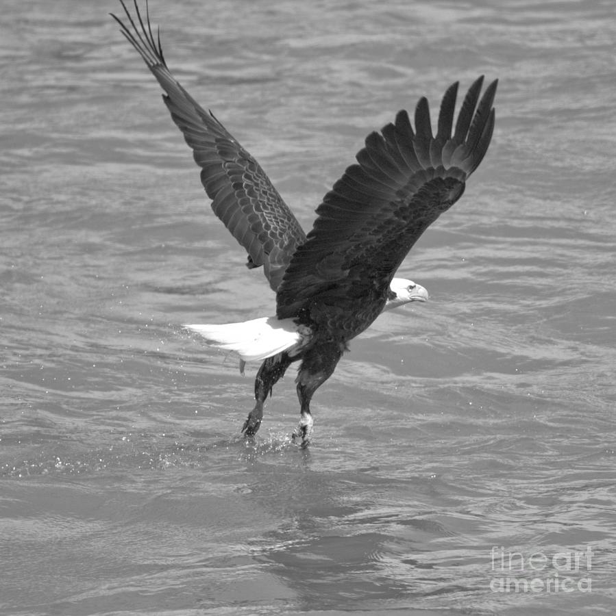 Flying OUt Of The Susquehanna River Crop Black And White Photograph by Adam Jewell