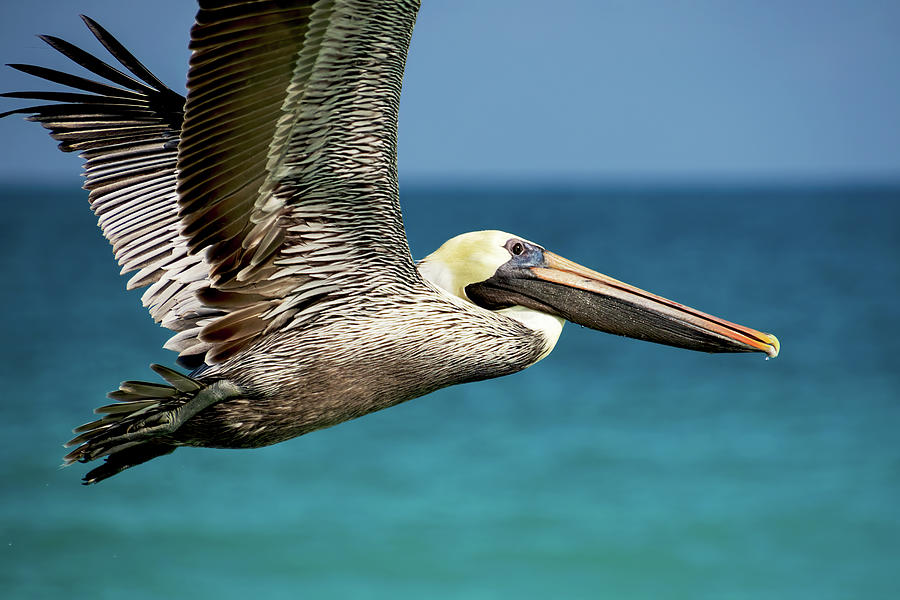Flying Pelican - Cayo Santa Maria Cuba Photograph by Peggy Collins