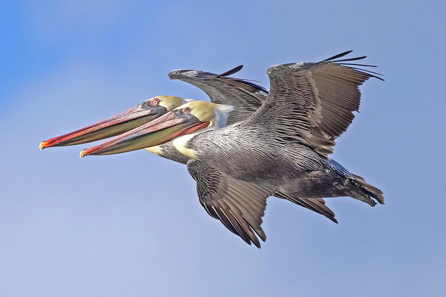 Flying Brown Pelicans #1 Photograph by Carla Brennan