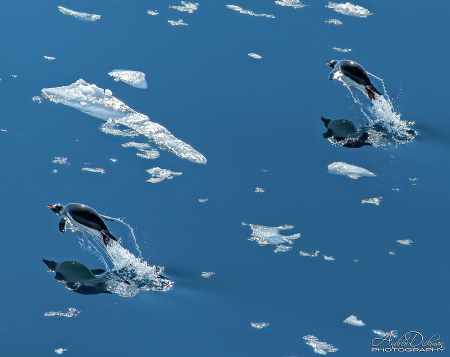 Flying Penguins Photograph by Andrew Dickman