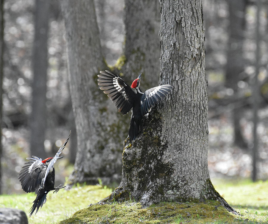 Flying Pileateds Photograph by Tom Crook Flying Pileateds Photograph by Tom Crook