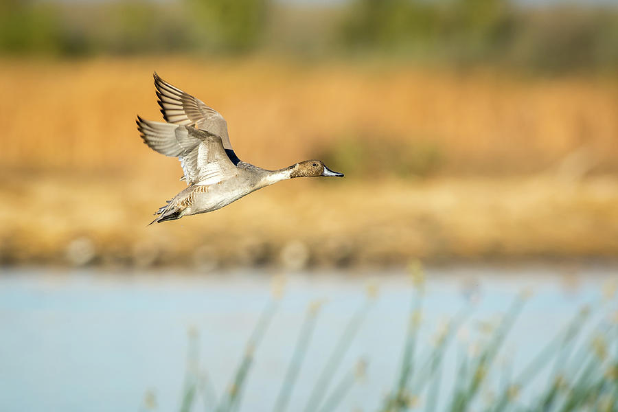 Flying Pintail male Photograph by Mike Fusaro