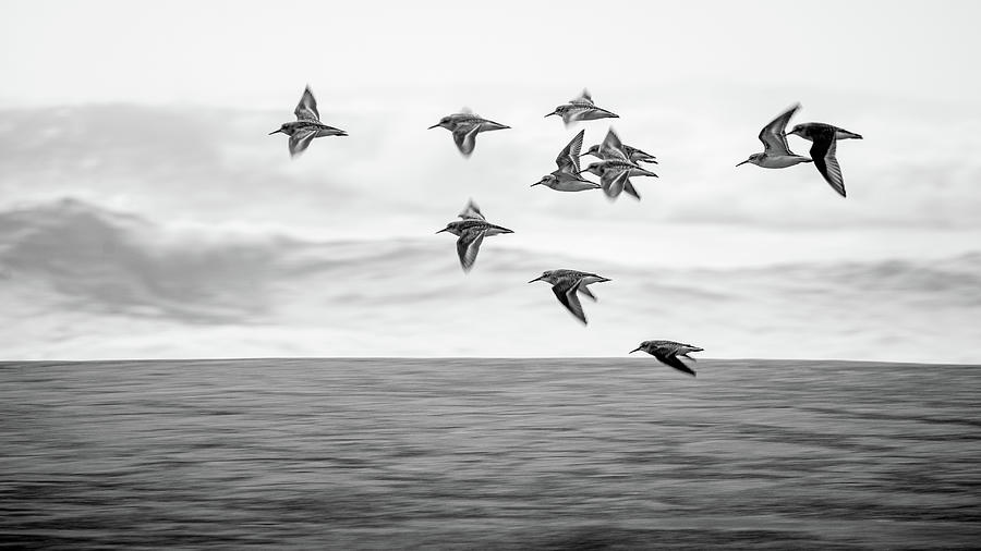 Flying Plovers Ocean Waves Photograph by Mike Fusaro
