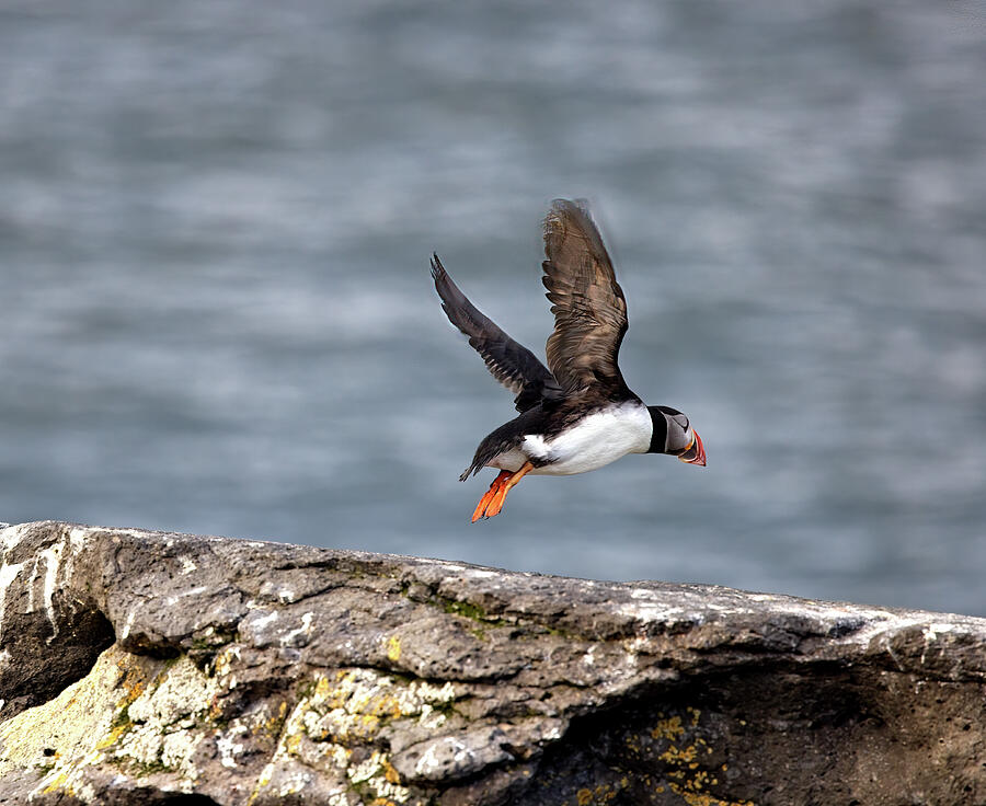 Flying Puffin Photograph by Bob Falcone