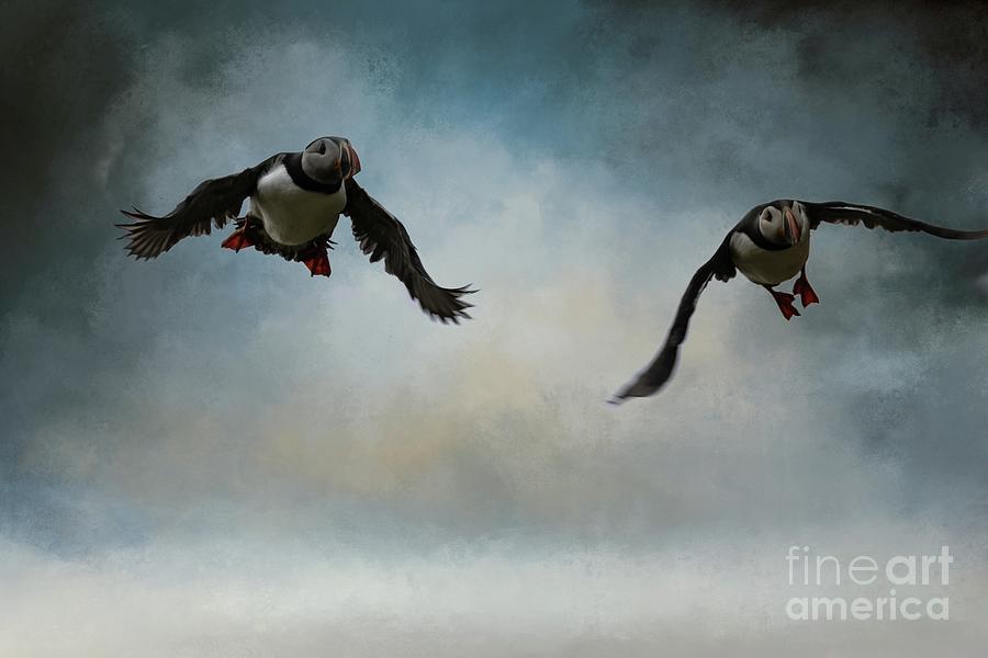 Bird Photograph - Flying Puffins by Eva Lechner