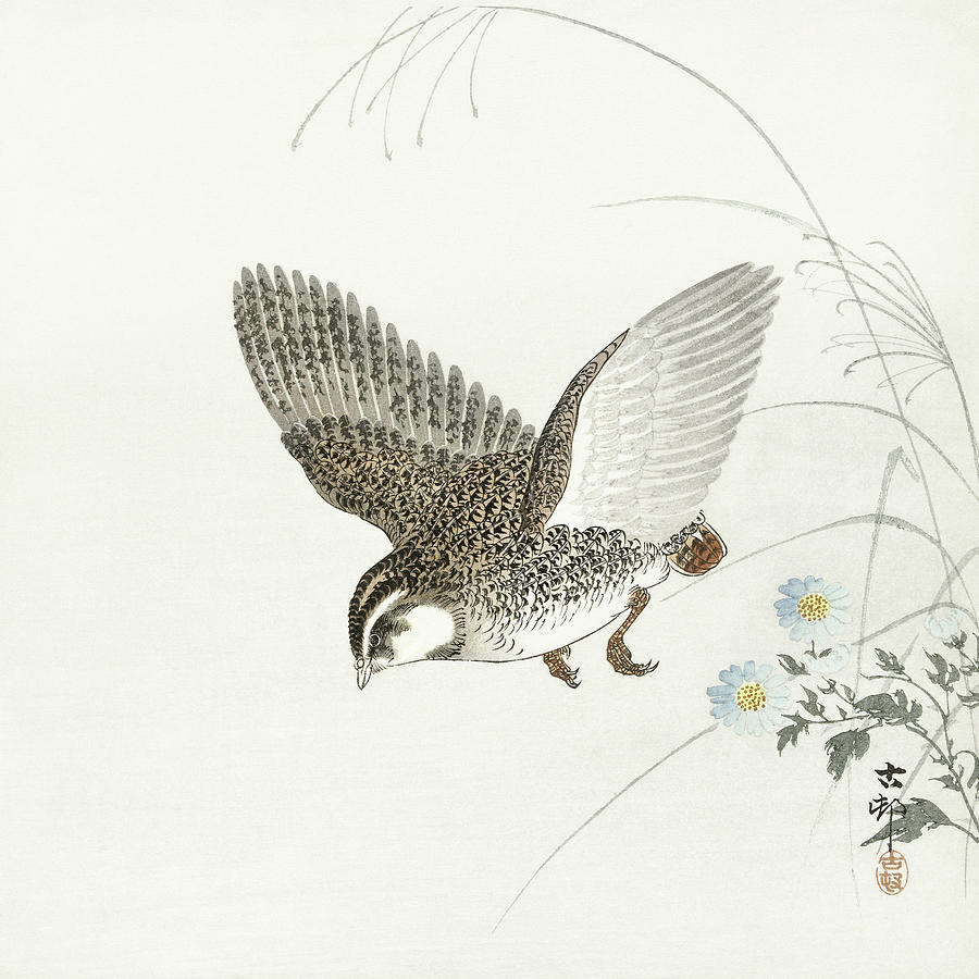 Flying quail Painting by Ohara Koson