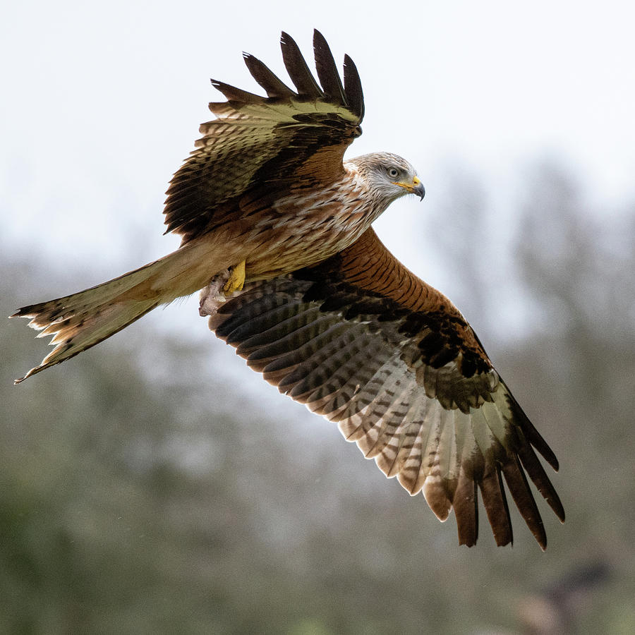 Flying Red Kite Close Up Photograph by Mark Hunter