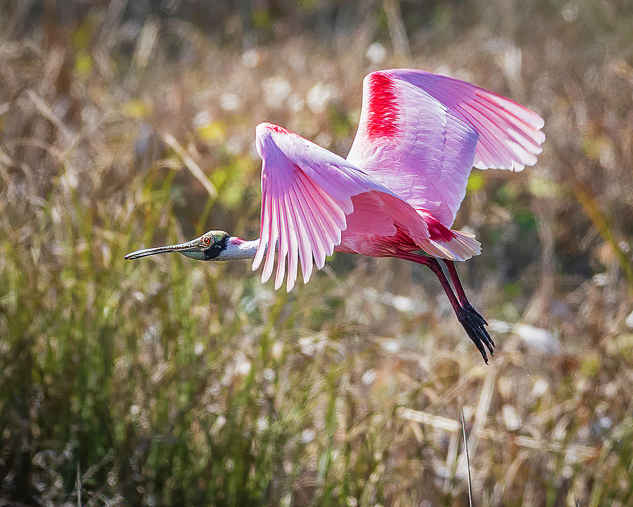 Flying Roseate Spoonbill Photograph by Joe Myeress