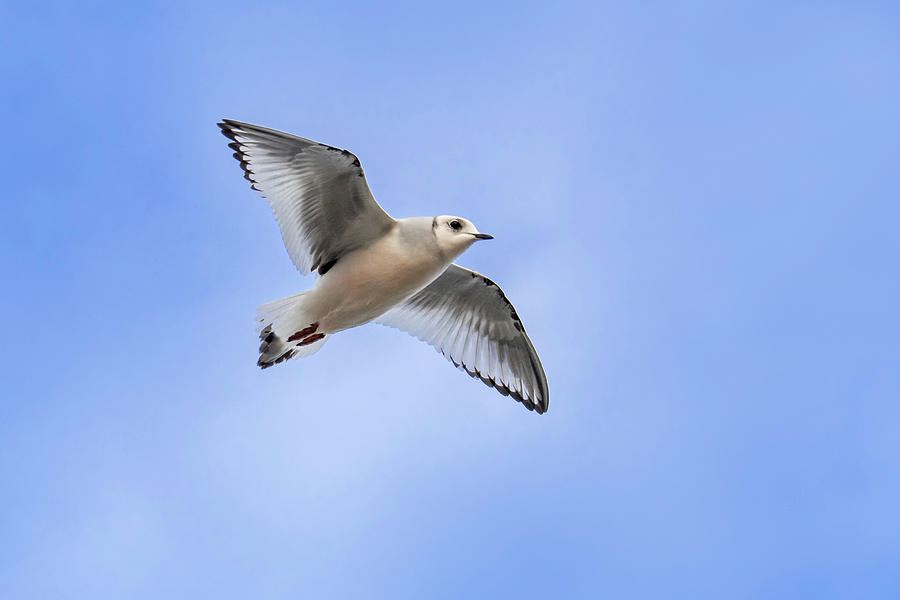 Flying Ross Gull Photograph by Arterra Picture Library - Fine Art America