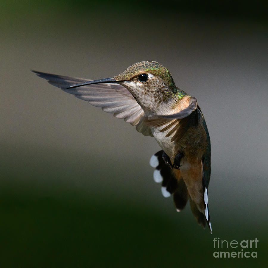 Flying Rufous Photograph by Lisa Manifold