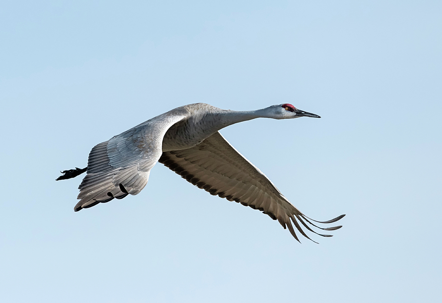 Flying Sandhill Crane Photograph by Loree Johnson