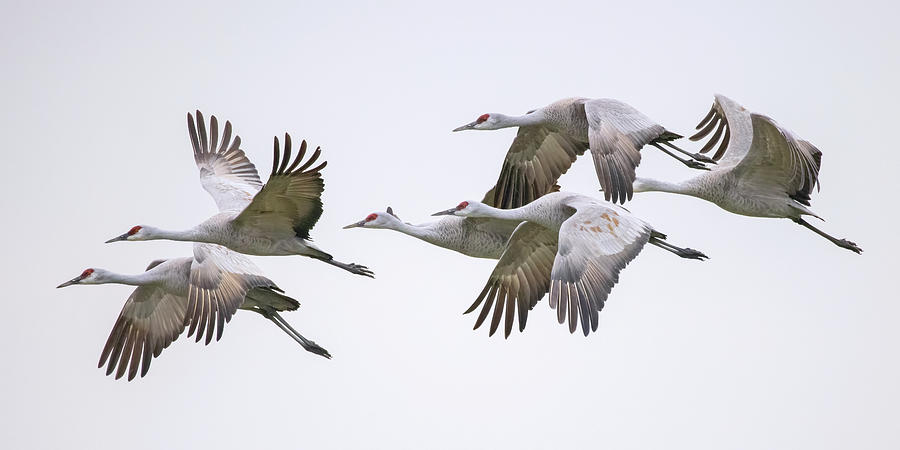 Flying Sandhill Cranes #1 Photograph by Carla Brennan