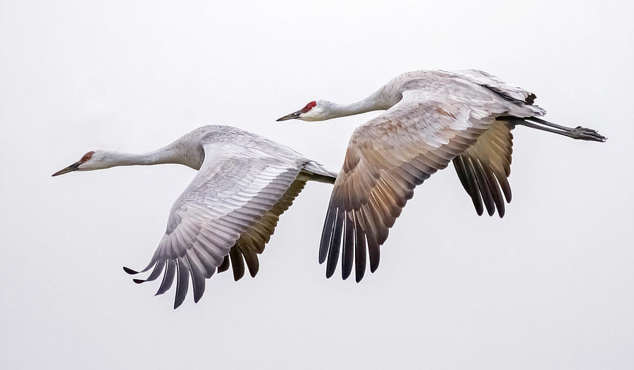 Flying Sandhill Cranes #3 Photograph by Carla Brennan