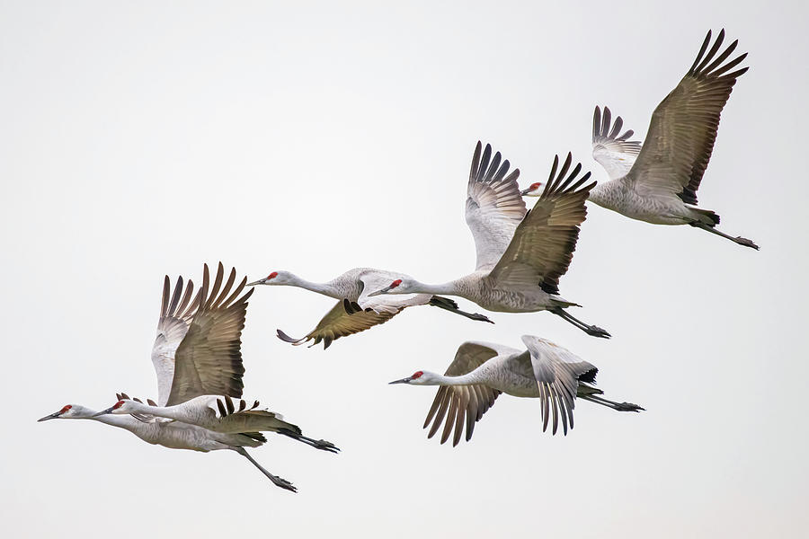 Flying Sandhill Cranes #5 Photograph by Carla Brennan