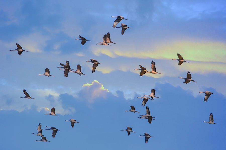 Flying Sandhill cranes Photograph by Lynn Hopwood