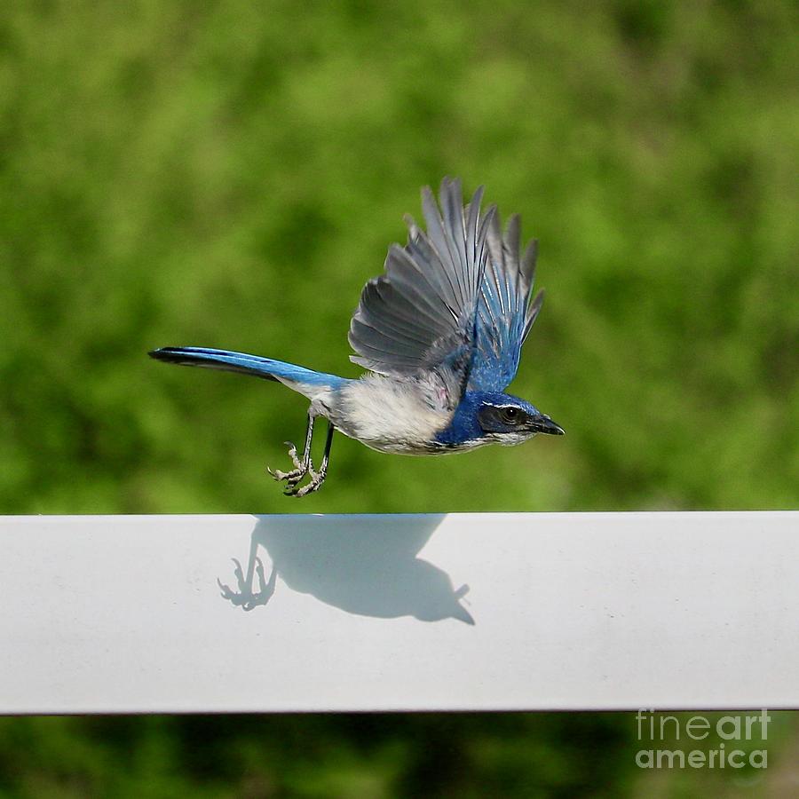 Flying Scrub Jay over White Fence Square Photograph by Carol Groenen