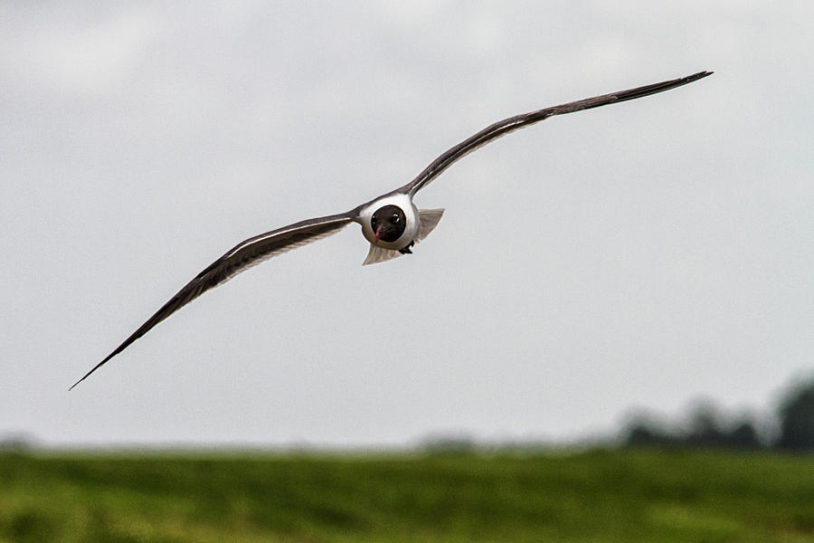 Flying Seagull Photograph by Bob Decker