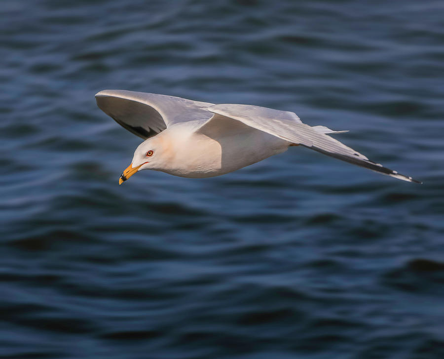 Flying Seagull Photograph by Dan Sproul