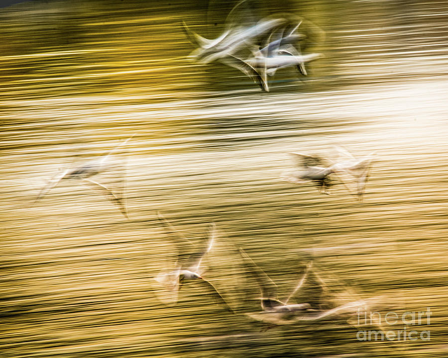 Flying seagulls - abstract Photograph by Lyl Dil Creations