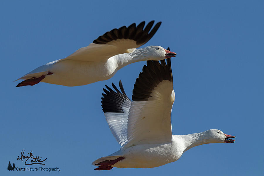 Flying Snow Geese by David Cutts Flying Snow Geese by David Cutts
