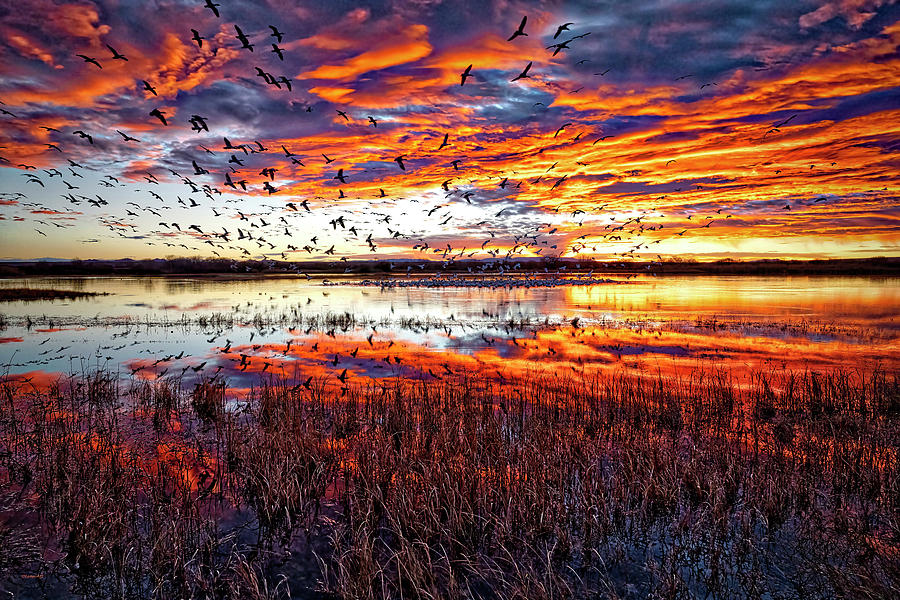 Flying snow geese in Beautiful Sunrise Sky at Bosque Del Apache National Wildlife Refuge, New Mexico Photograph by Lena Owens - OLena Art Vibrant Palette Knife and Graphic Design