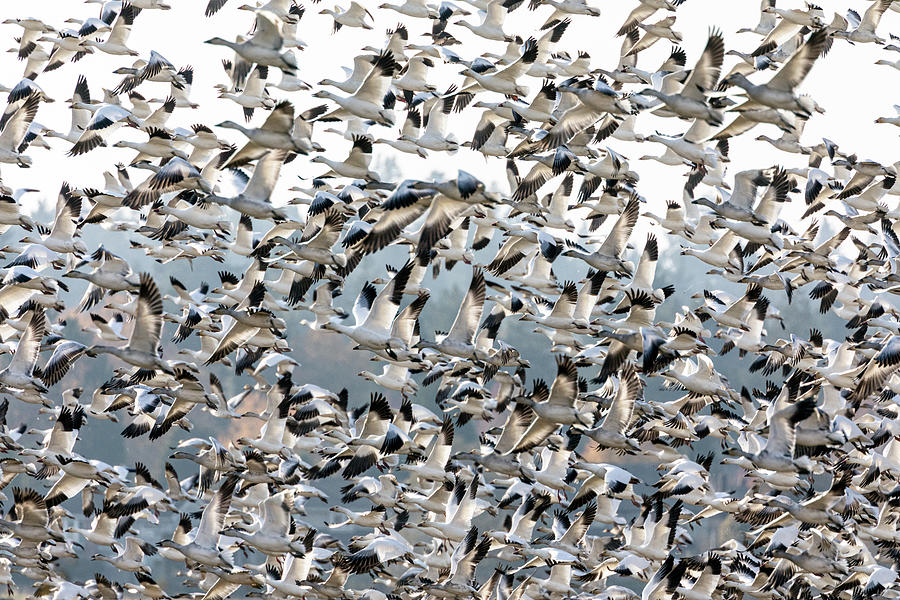 Flying Snow Geese Photograph by Michael Russell