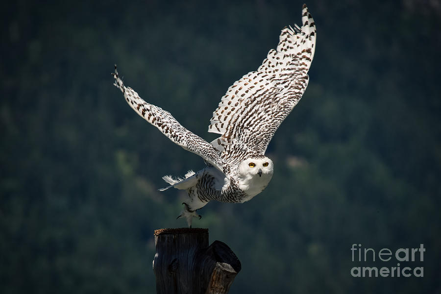 Flying snow owl Photograph by Feline Waardenburg - Fine Art America