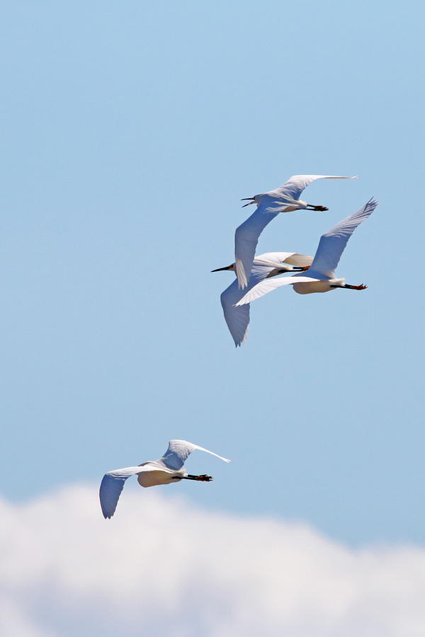 Flying Snowy Egret Flock Photograph by Daniel Caracappa - Fine Art America