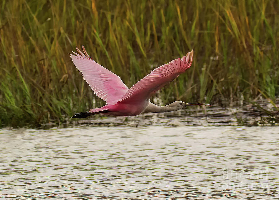 Flying Spoonbill Photograph By Michelle Tinger - Pixels