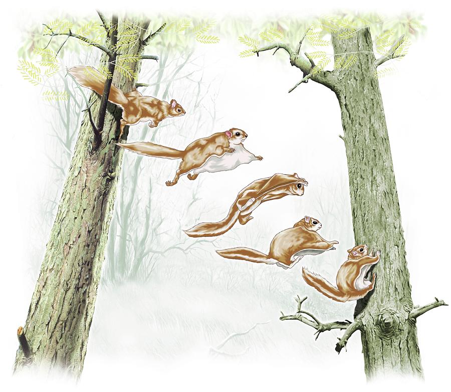 Flying squirrel. Digital Art by Album