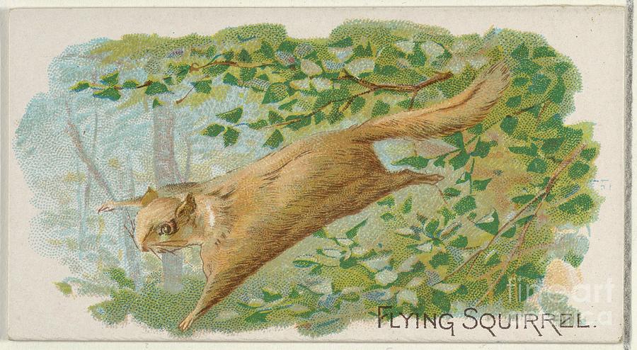 Flying Squirrel, From The Quadrupeds Series N21 For Allen And Ginter Cigarettes Painting