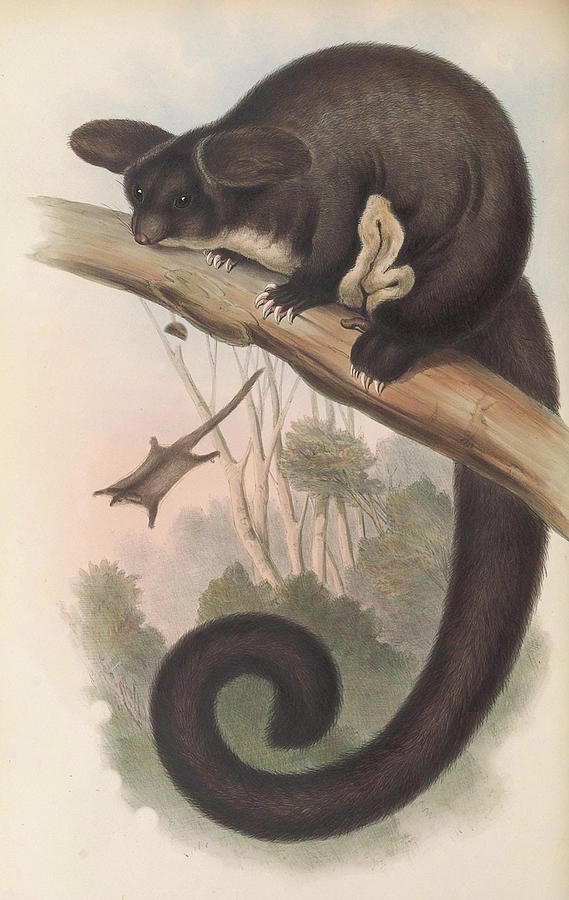Flying Squirrel Drawing by John Gould