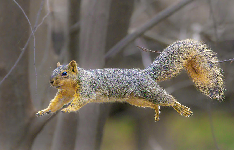 Flying Squirrel Photograph by Mark Mille