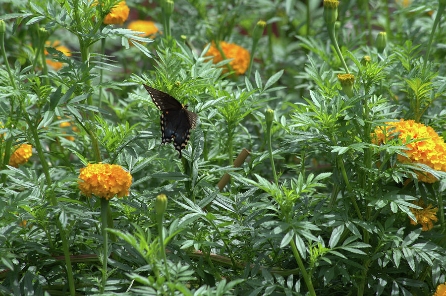 Flying Swallowtail Midst Marigolds Photograph by Dennis Heller - Fine ...